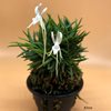 neofinetia falcata Seiryu jishi  青竜獅子 